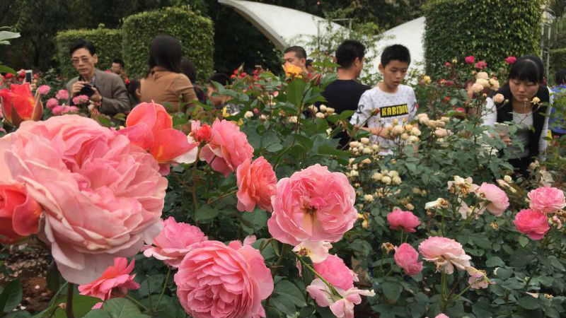 深圳不“空” 30余家公园春节迎客486万人次