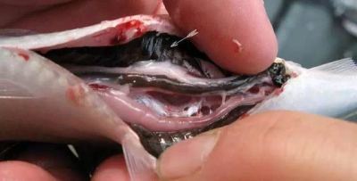 涨姿势丨鱼肚子里的“黑膜”是啥？越黑说明受污染越严重？？