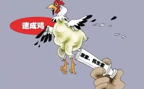 什么鸡好吃？走地鸡、速成鸡，吃得其所就好!
