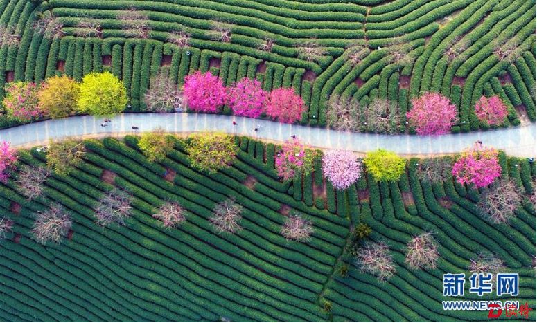 福建：樱花茶园美如画