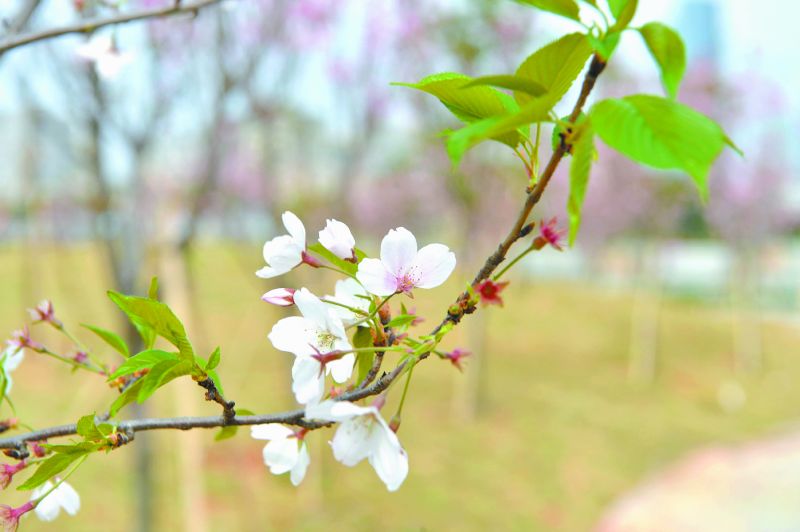 东莞厚街龙阁山 正是樱花烂漫时