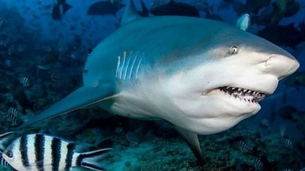 深圳海洋馆疑案：鲨鱼池中谁是“凶手”？