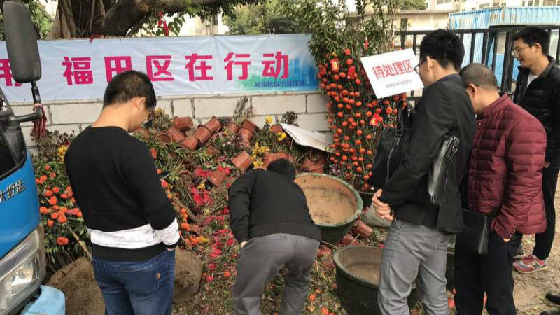 深圳废弃年花年桔分四大类分别清运