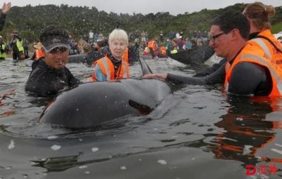 大批鲸鱼搁浅新西兰海滩 救援人员称危机已解除