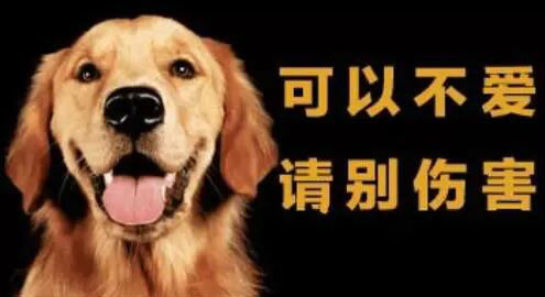 单身狗的情人节自救指南~