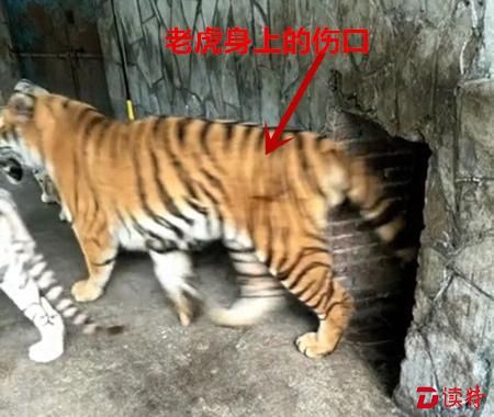 老虎疑似受伤留下的血迹。