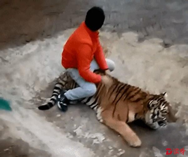驯兽师骑在老虎身上。