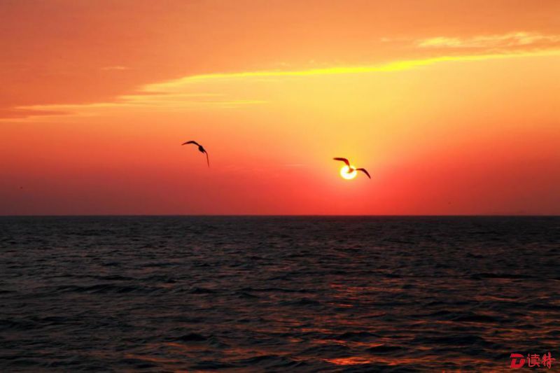 夕阳与海鸥构成的唯美画面