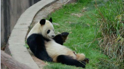 大熊猫“科比”去世 是萨马兰奇为它取的名