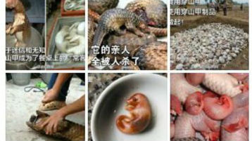 国家林业局：今后“吃野味”将被法律追责