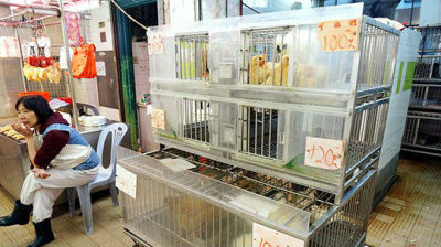 禽流感风险提高 香港拟引入零售点快速测试