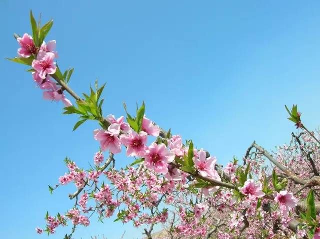 别再羡慕《三生三世》里的桃花林啦，告诉你深圳也有！