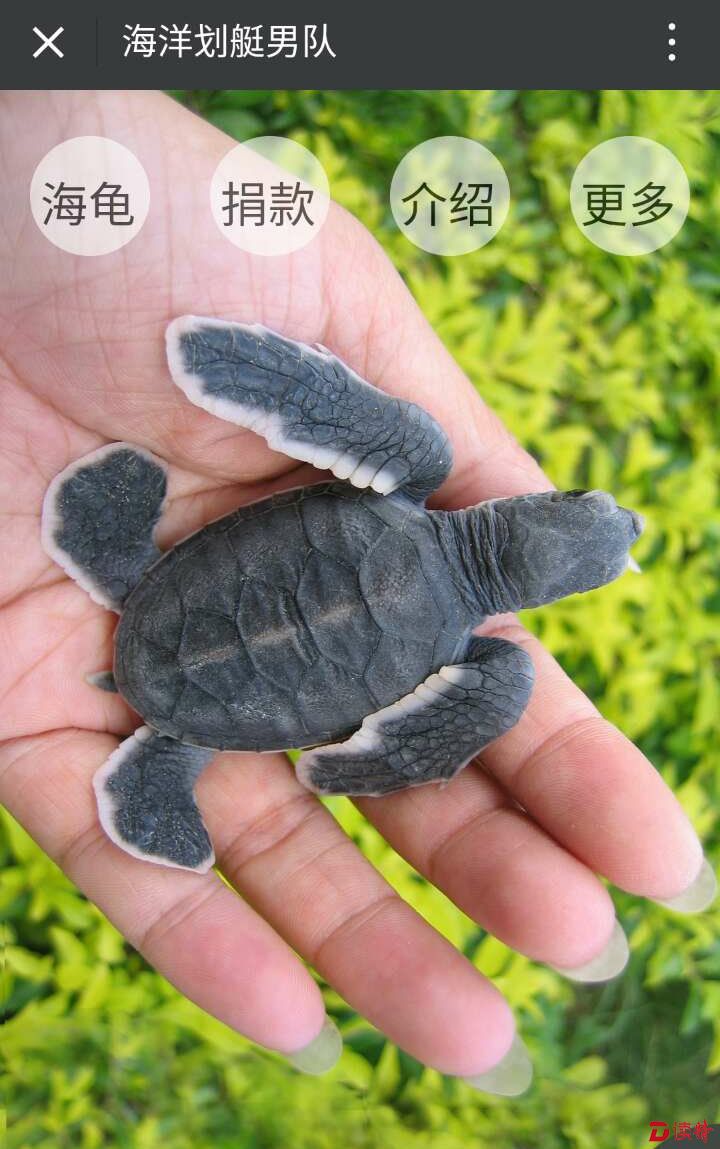 海洋划艇男队保护海龟的宣传网页