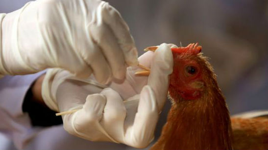 世卫组织:无证据表明H7N9可持续性人际传播