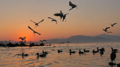 看过这段候鸟视频，你还能抵挡深圳湾的美吗？