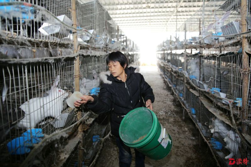 陈云珍正在喂养兔子。