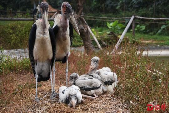 深圳野生动物园秃鹳夫妇共同抚育3只幼雏