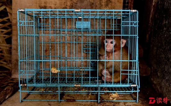 一只小猴子被关在宠物笼内