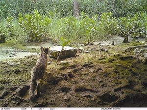  一只豹猫在红树林生态公园留下了它帅气的背影。
