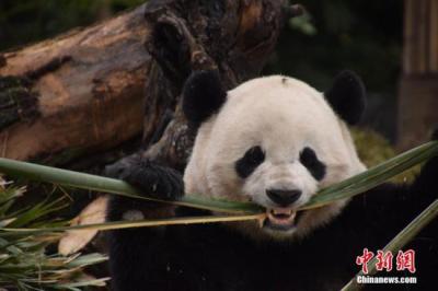旅美熊猫“宝宝”回家：有点紧张有点好奇