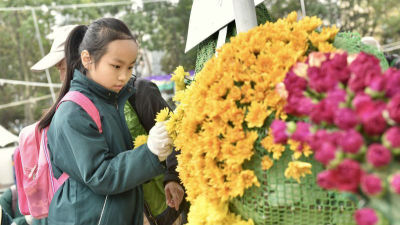 香港36所学校千余学生为花展镶花坛