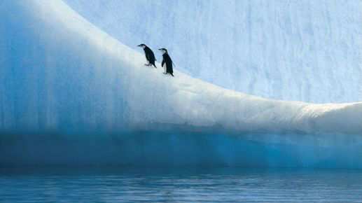 你知道南极地区的最高气温吗？19.8摄氏度！
