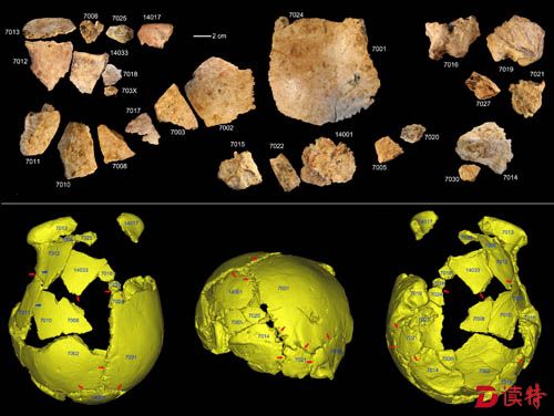 图2. 许昌1号头骨化石碎片及头骨化石的3D虚拟复原（吴秀杰供图）