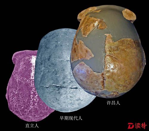 图4. 许昌人头骨顶面观及其与直立人、早期现代人对比（吴秀杰供图）