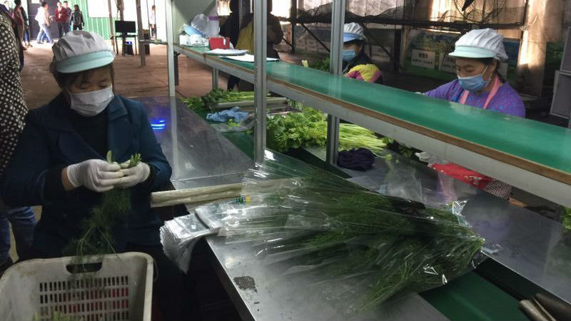 无土水培蔬菜进超市  到基地感受食品安全