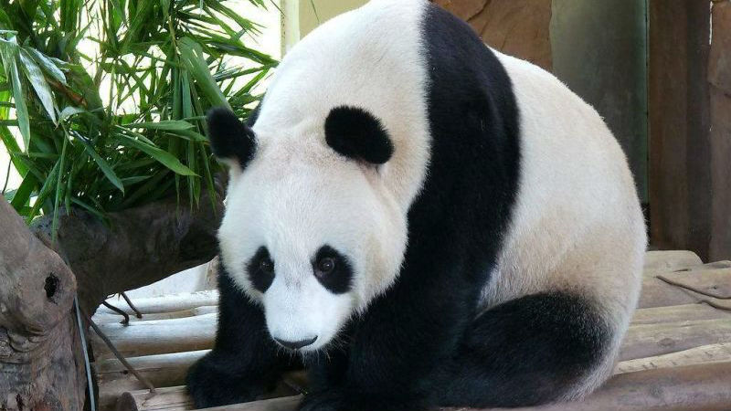 科普：为什么大熊猫只有“黑白照片”？
