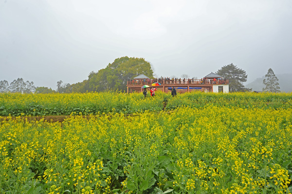 美翻了梅州大埔坪山千亩梯田油菜花盛放