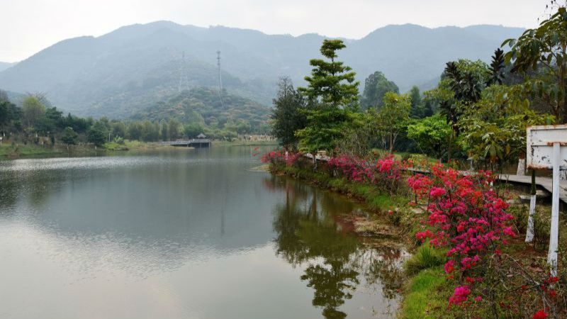 正值花烂漫，我们大岭山踏青去！