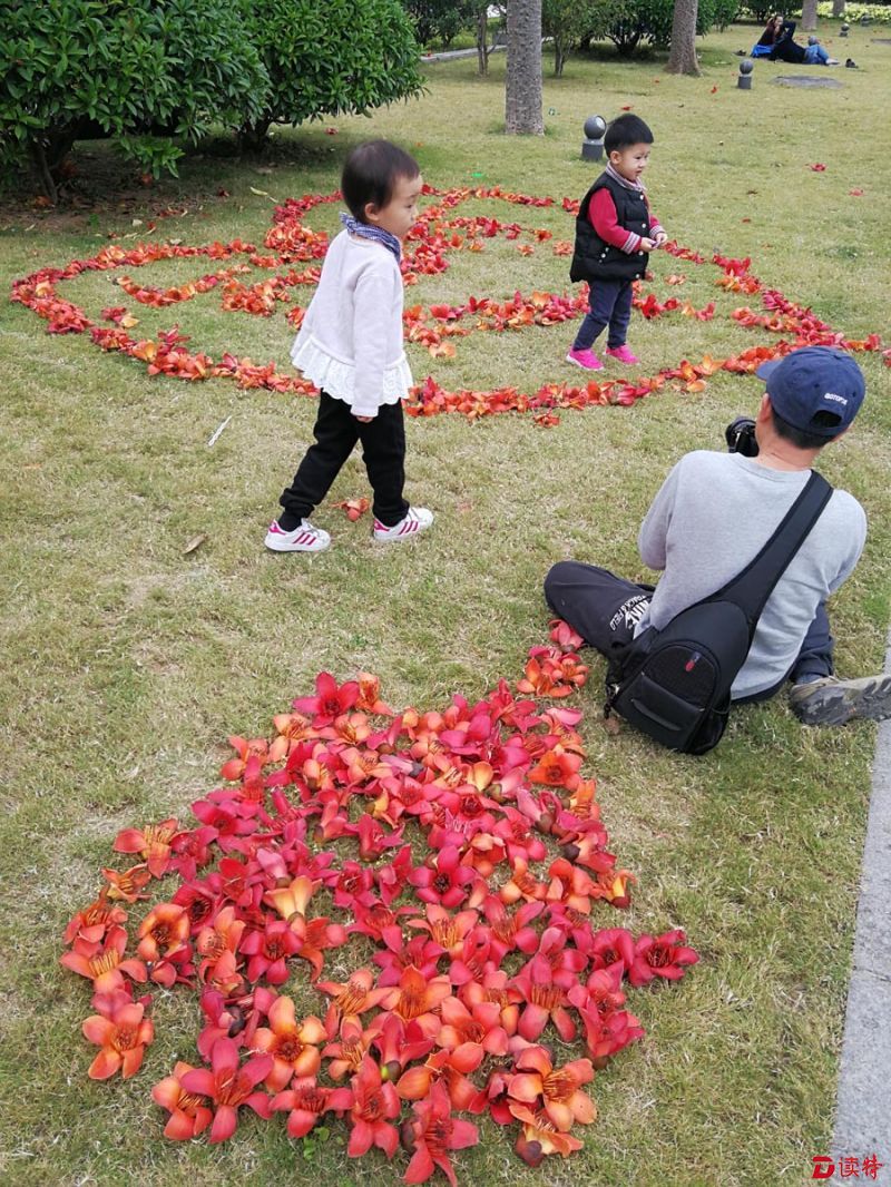 木棉闹春--014