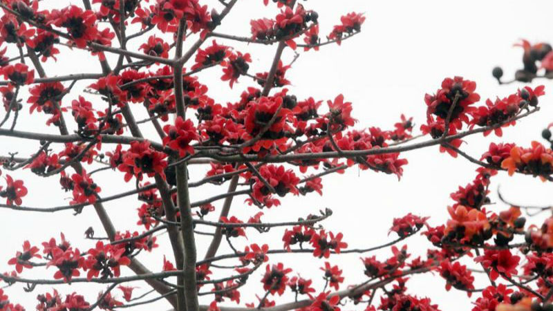 木棉闹春！深圳萌娃们“花式”赏花