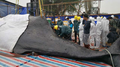 科研专家从抹香鲸体内取出幼鲸 重221斤