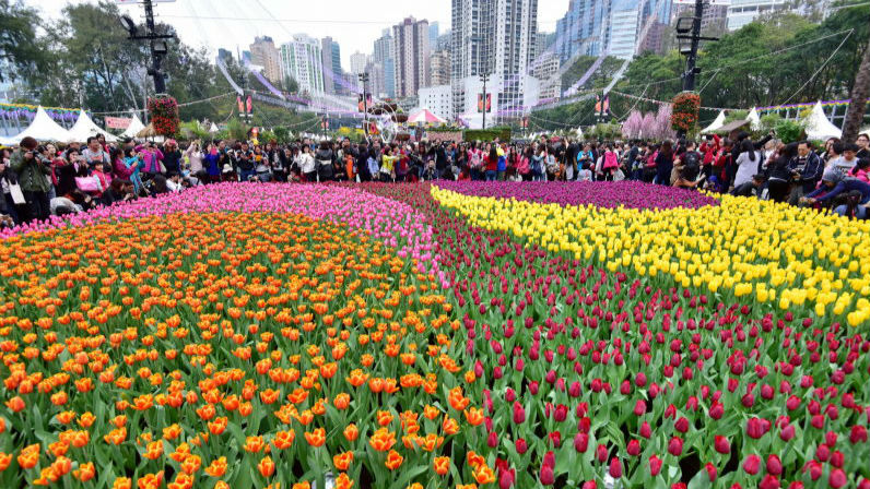 去香港维园看花展 哪支花能撩到你？