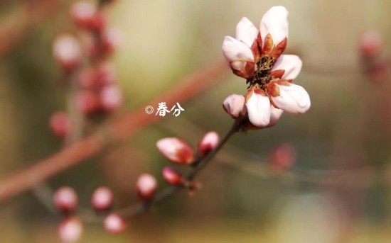 春分饭长个线，春分时节不能少的美食