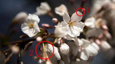 樱花、桃花傻傻分不清？ 教你一眼辨明！