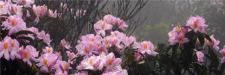 毛棉杜鹃花开，快去梧桐山看吧！