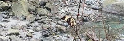 四川芦山发现下山喝水的野生大熊猫