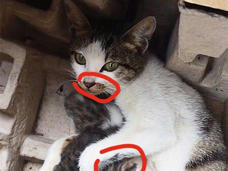 女士愿出万元酬劳找回爱猫