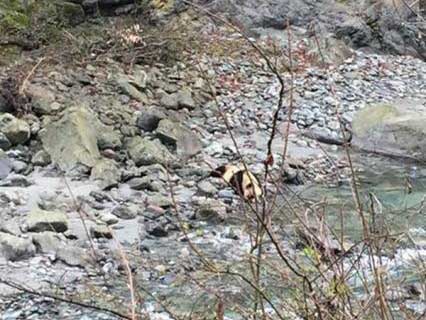 四川芦山发现下山喝水的野生大熊猫