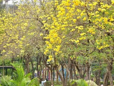 到香港赏花！“春日赏绘＠荔枝角公园”下月开赏