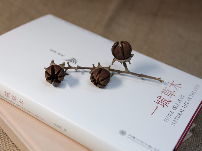 深圳作家人文笔调记录“一城草木”