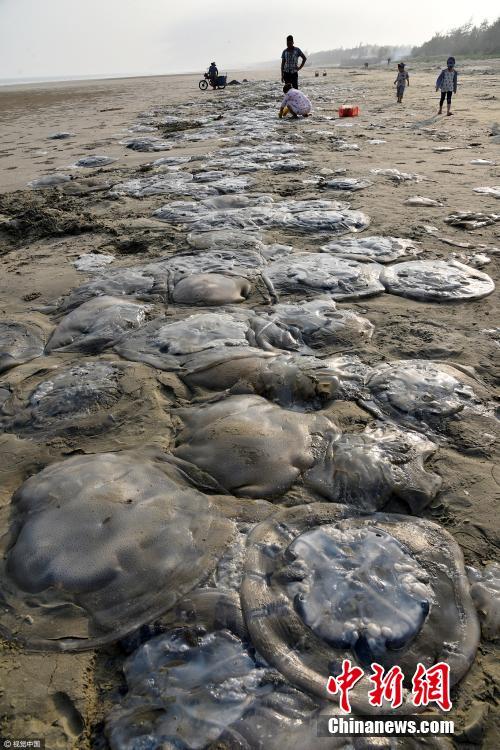 大量水母搁浅沙滩 单只重达数十公斤