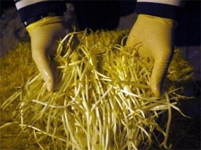 食药监总局强调“无根豆芽五毒俱全”是谣言