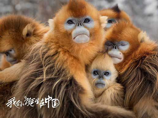 《我们诞生在中国》宣传片登陆纽约时报广场大屏