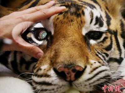 失明老虎接受4小时手术 植入人造晶状体后复明