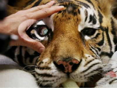 失明老虎接受4小时手术 植入人造晶状体后复明  
