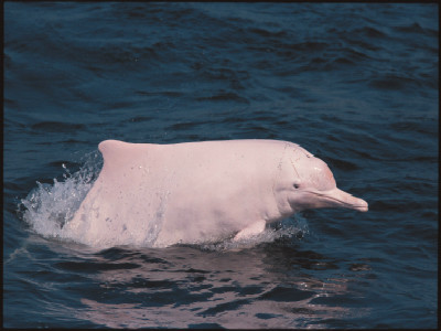 广东珠海被宰贩卖的“白忌鱼”经鉴定为中华白海豚